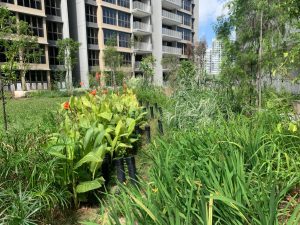 ABC Waters plants